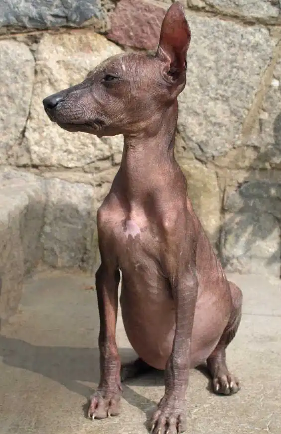 Breed Appearance
