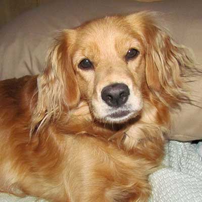 Petite Golden Retriever