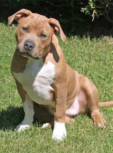 Herkunft & Geschichte von Pit Bullmastiff