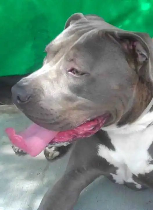 Erscheinungsbild von Pit Bullmastiff