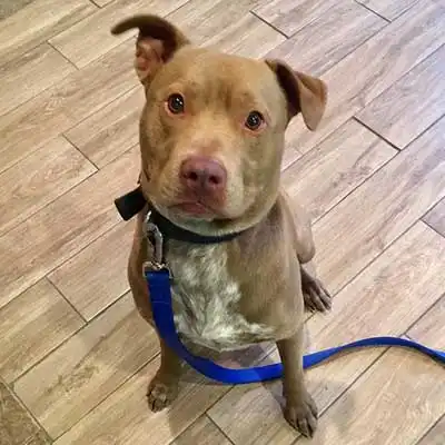 Pit Pei dog breed.