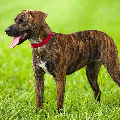Plott Hound