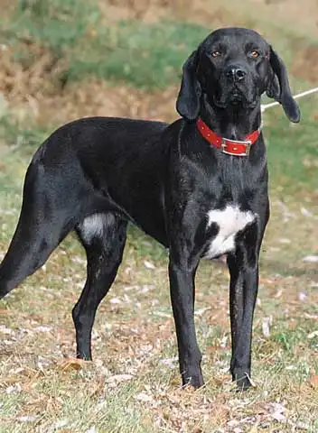 Breed Origin