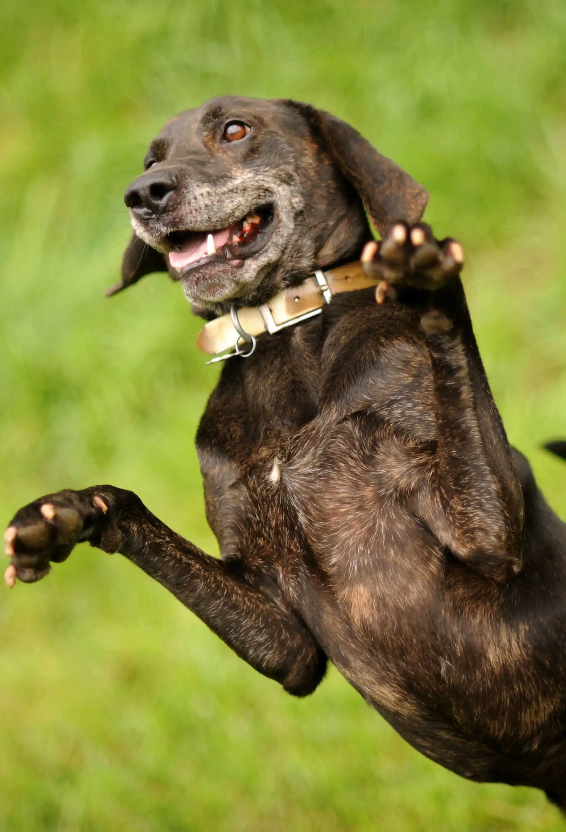 Breed Appearance
