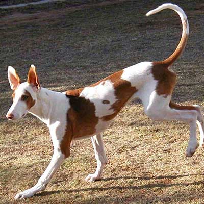 Podenco Canario