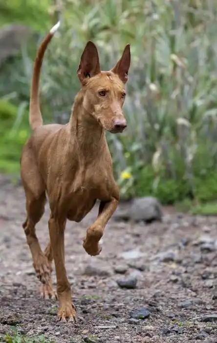 Breed Origin