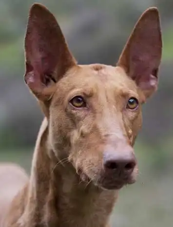Breed Appearance