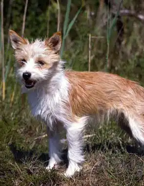 Breed Origin