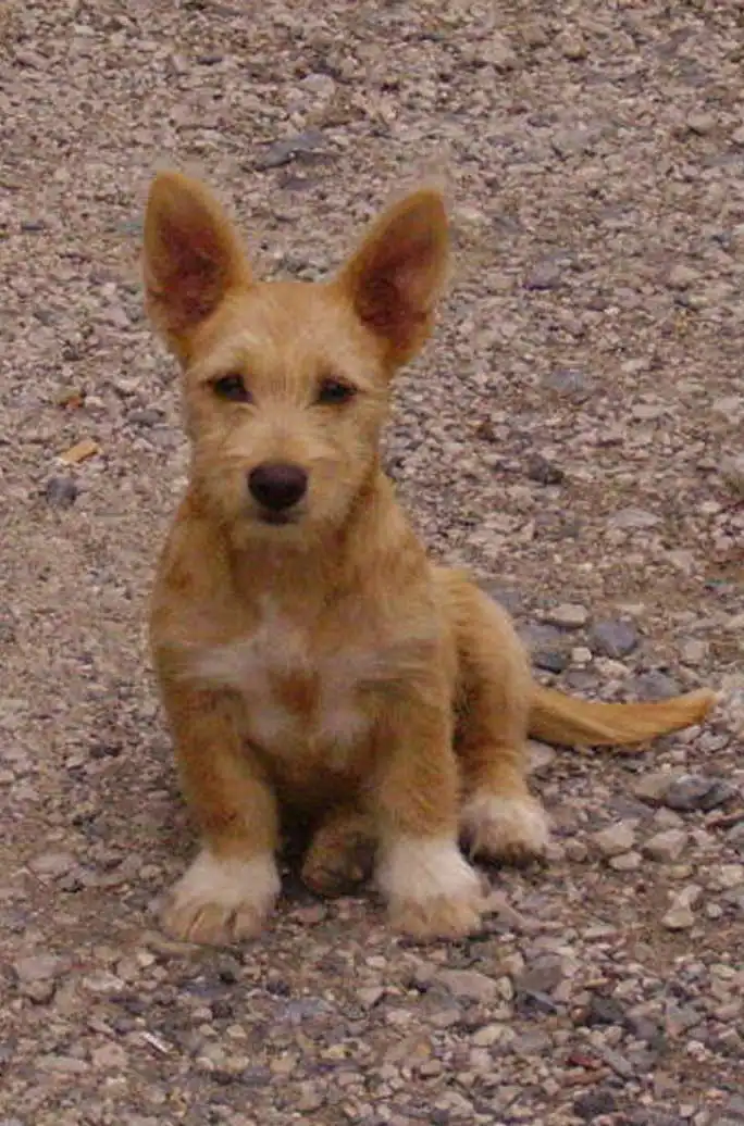 Breed Appearance