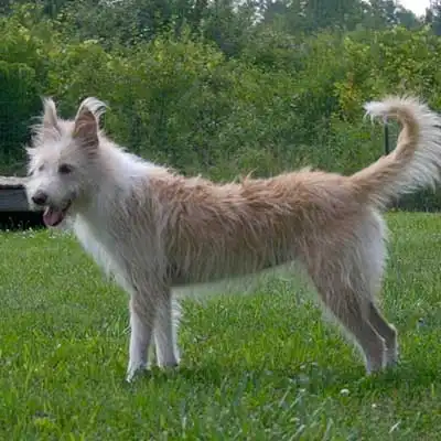 Podengo Portugueso dog breed.