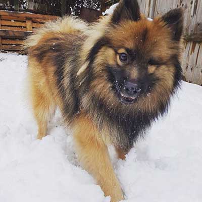 Pom-Kee