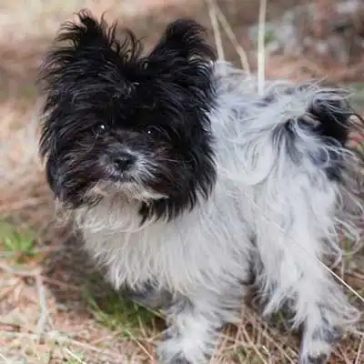 Pom-Silk dog breed.