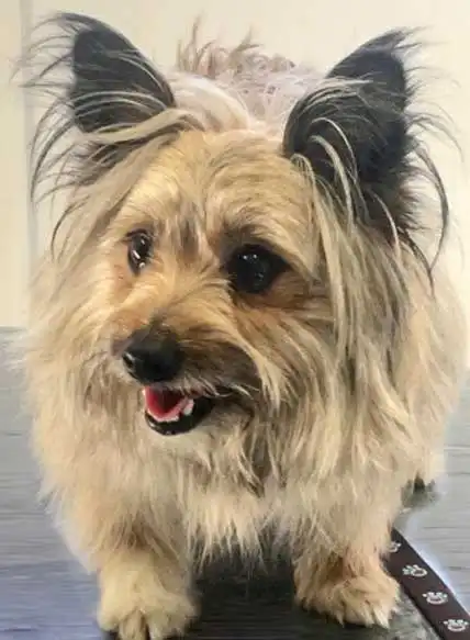 Breed Origin