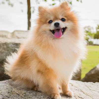 Pomeranian