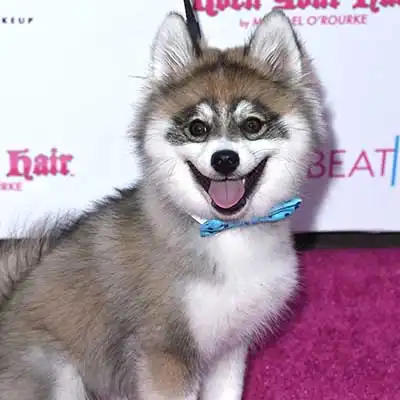 Pomsky dog breed.