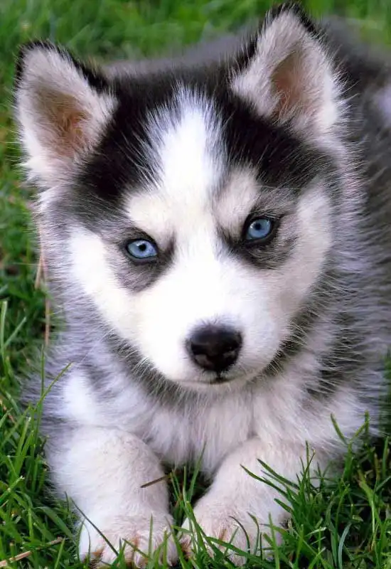 Breed Origin