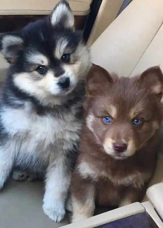 Breed Appearance