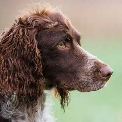 Pont-Audemer Spaniel dog breed.