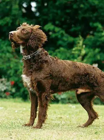 Breed Origin