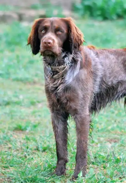 Breed Appearance