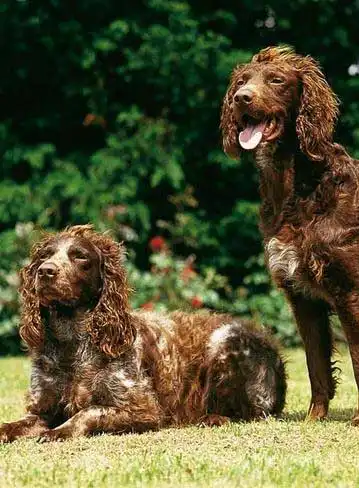 Behavior & Temperament