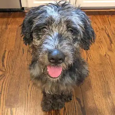 Pooahoula dog breed.