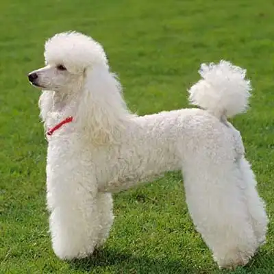 Poodle dog breed.