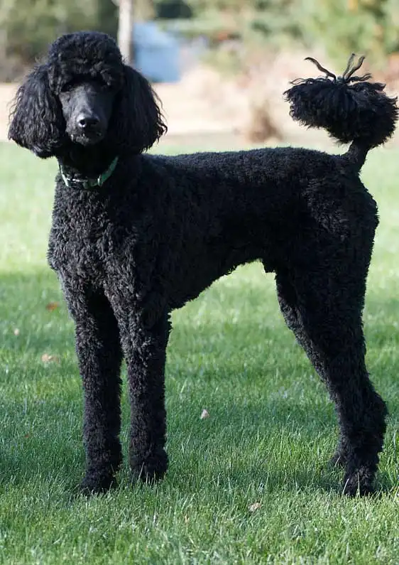 Breed Origin