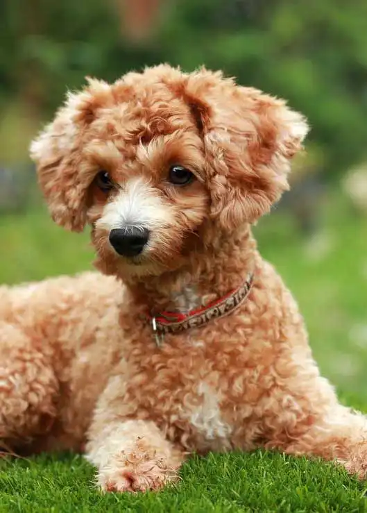 Breed Appearance