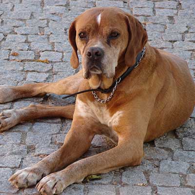 Portugiesischer Vorstehhund