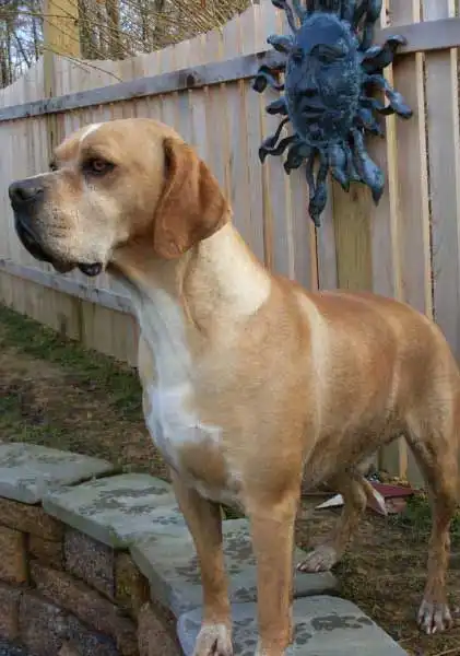 Apparence du Chien d'arrêt portugais