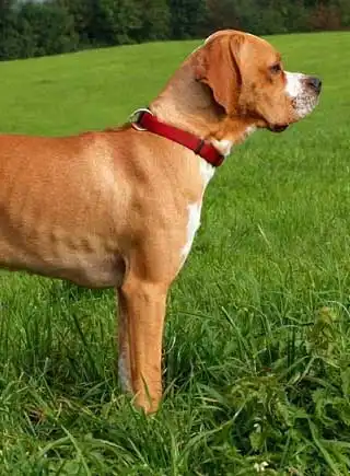 Besoins d'Exercice du Chien d'arrêt portugais