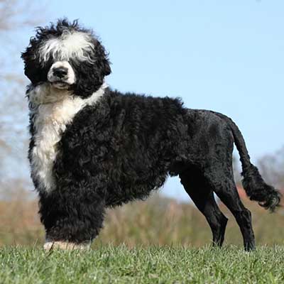Portuguese Water Dog