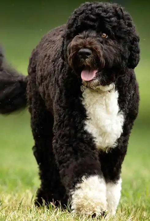 Breed Origin