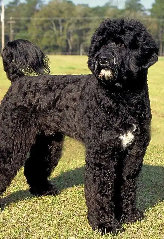 Breed Appearance