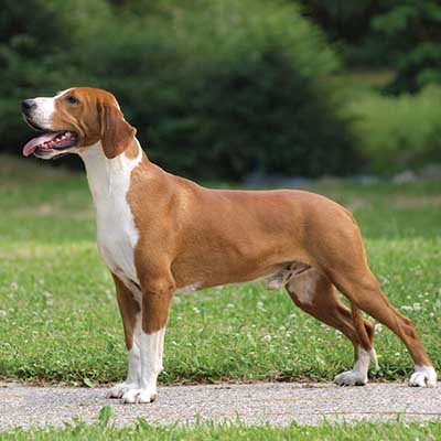 Posavaz Hound