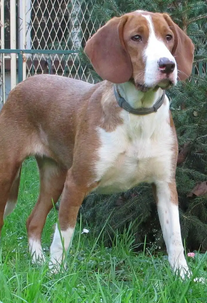 Breed Origin