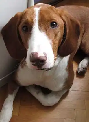 Breed Appearance