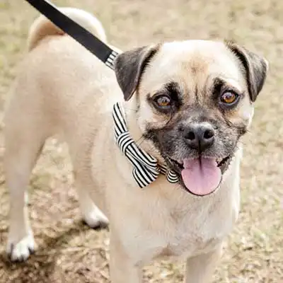 Pug-A-Mo dog breed.