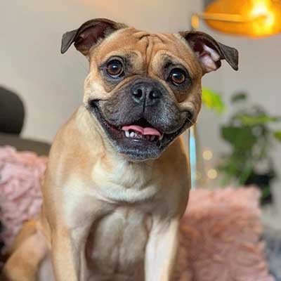 Pug Pit