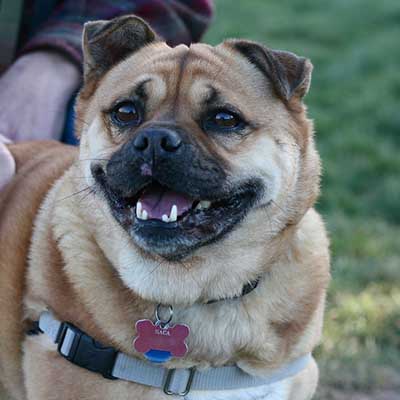 Pug Shiba