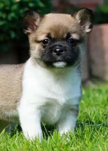 Origine & Histoire du Pug Shiba