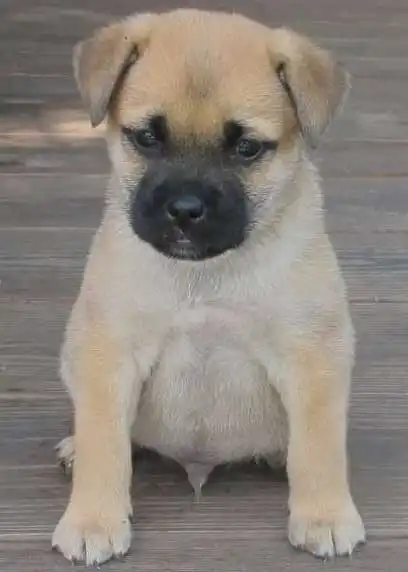 Apparence du Pug Shiba
