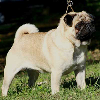 Pug