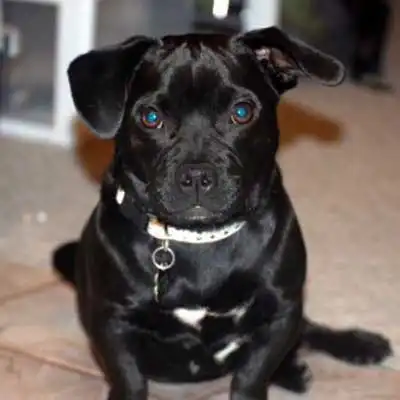 Pugador dog breed.