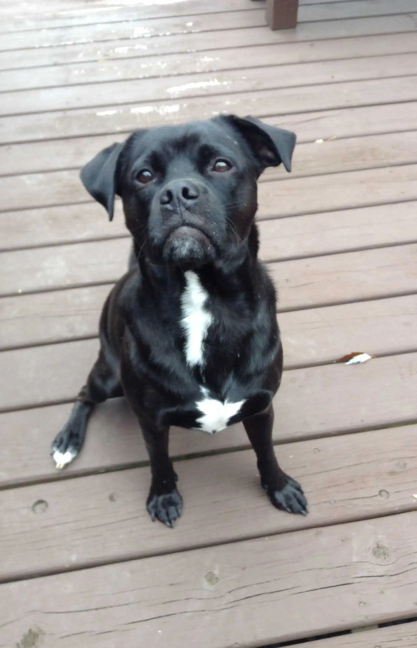 Breed Appearance