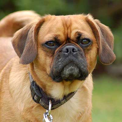 Pugalier