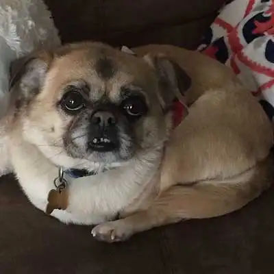 Puganese dog breed.