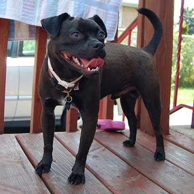 Puggat