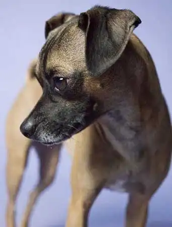 Breed Origin
